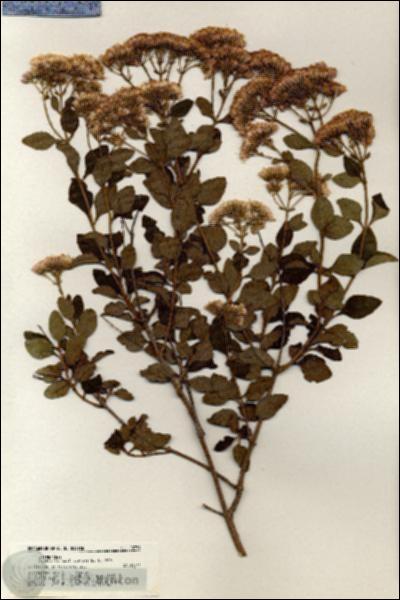URN_catalog_HBHinton_herbarium_20739.jpg.jpg