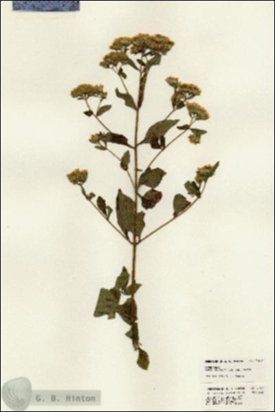 URN_catalog_HBHinton_herbarium_21691.jpg.jpg