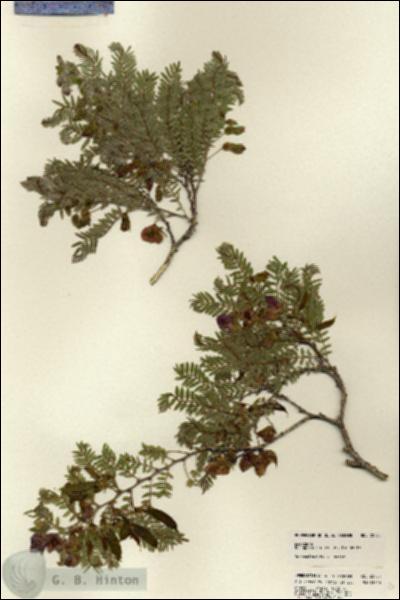 URN_catalog_HBHinton_herbarium_22735.jpg.jpg