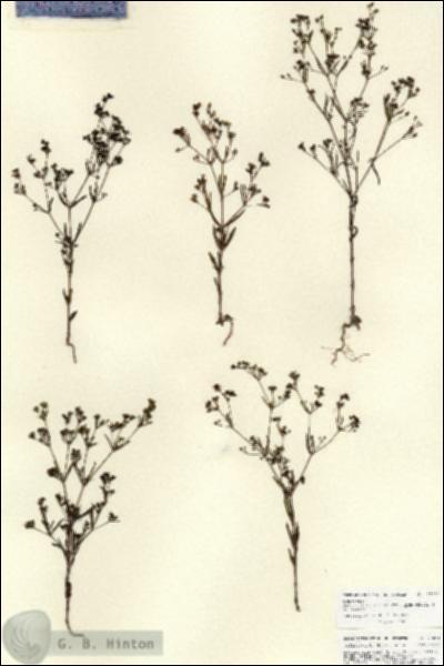 URN_catalog_HBHinton_herbarium_27081.jpg.jpg