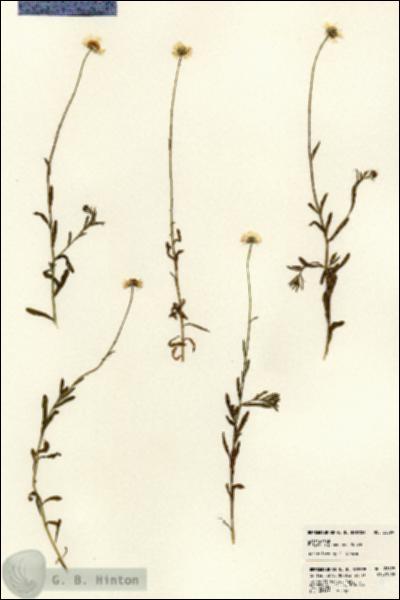 URN_catalog_HBHinton_herbarium_22899.jpg.jpg