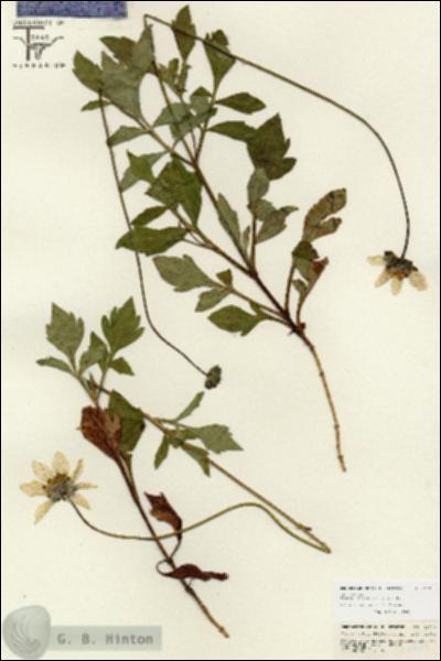 URN_catalog_HBHinton_herbarium_26739.jpg.jpg
