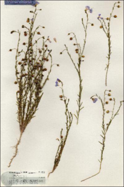 URN_catalog_HBHinton_herbarium_20476.jpg.jpg