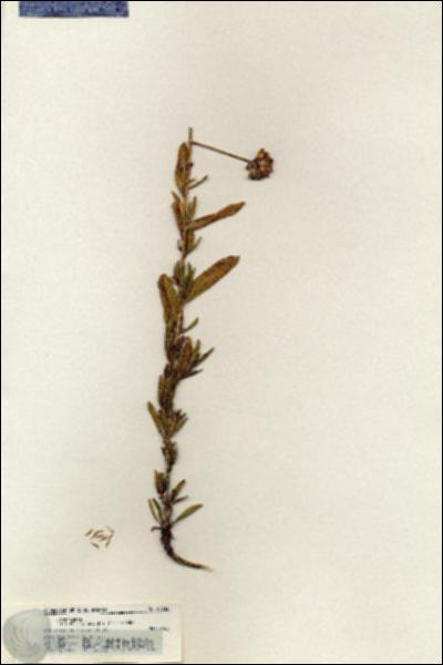URN_catalog_HBHinton_herbarium_20232.jpg.jpg