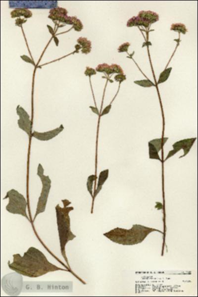 URN_catalog_HBHinton_herbarium_21626.jpg.jpg