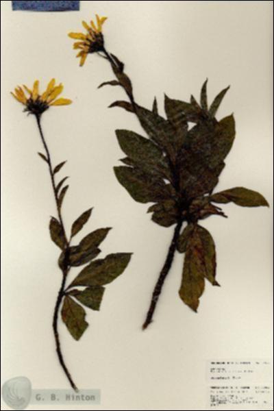 URN_catalog_HBHinton_herbarium_24950.jpg.jpg