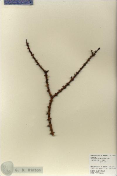URN_catalog_HBHinton_herbarium_27021.jpg.jpg