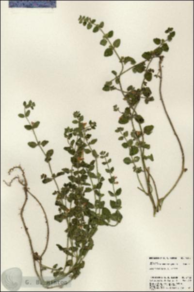 URN_catalog_HBHinton_herbarium_24123.jpg.jpg