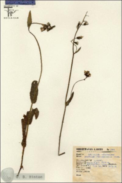 URN_catalog_HBHinton_herbarium_1321.jpg.jpg