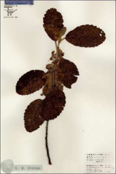 URN_catalog_HBHinton_herbarium_26381.jpg.jpg