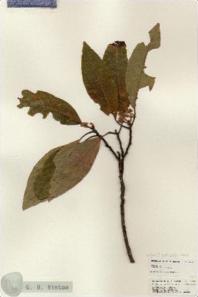 URN_catalog_HBHinton_herbarium_25203.jpg.jpg
