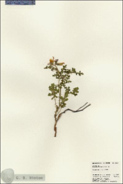 URN_catalog_HBHinton_herbarium_23021.jpg.jpg