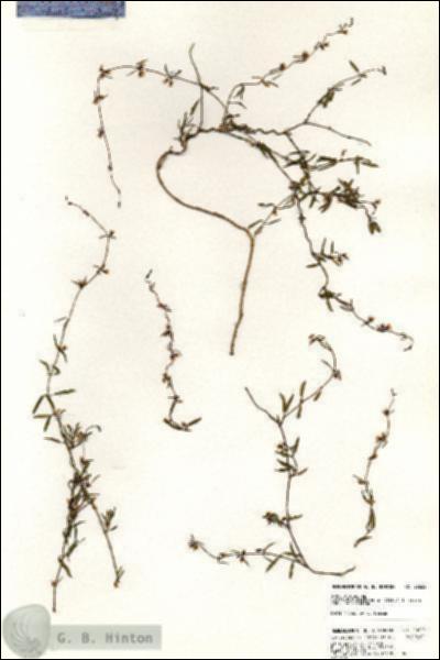 URN_catalog_HBHinton_herbarium_20622.jpg.jpg