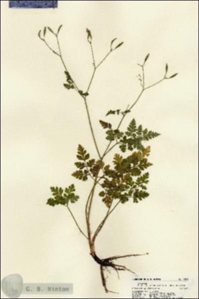URN_catalog_HBHinton_herbarium_22578.jpg.jpg