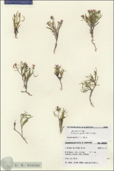 URN_catalog_HBHinton_herbarium_28602.jpg.jpg