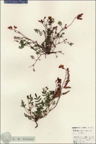 URN_catalog_HBHinton_herbarium_25354.jpg.jpg