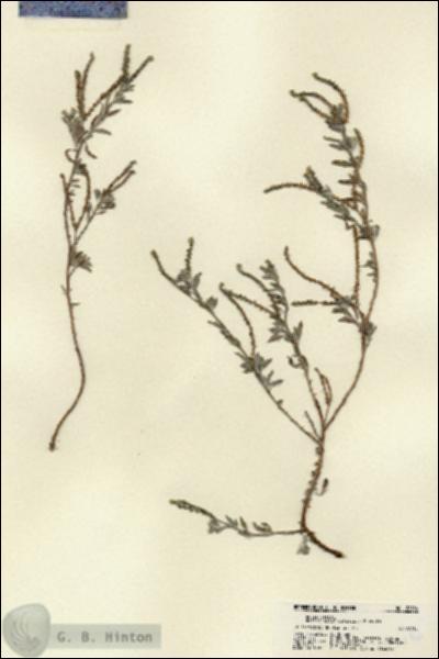 URN_catalog_HBHinton_herbarium_22186.jpg.jpg