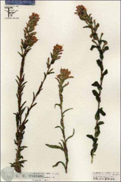 URN_catalog_HBHinton_herbarium_25431.jpg.jpg