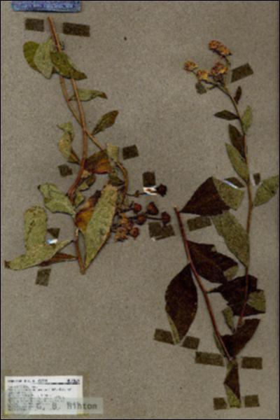 URN_catalog_HBHinton_herbarium_18621.jpg.jpg