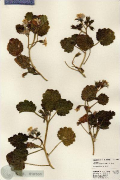 URN_catalog_HBHinton_herbarium_23534.jpg.jpg