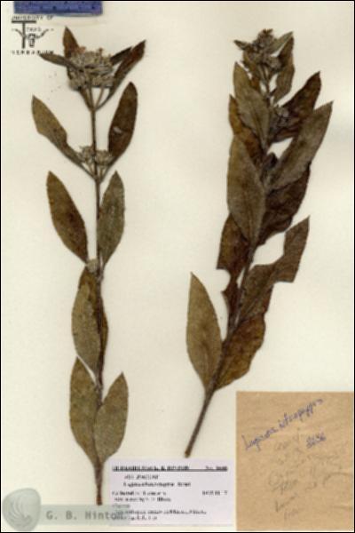 URN_catalog_HBHinton_herbarium_8656.jpg.jpg