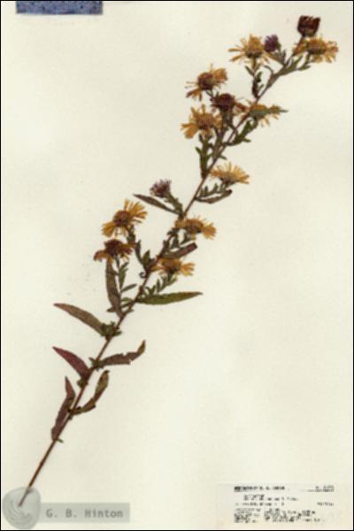 URN_catalog_HBHinton_herbarium_21698.jpg.jpg
