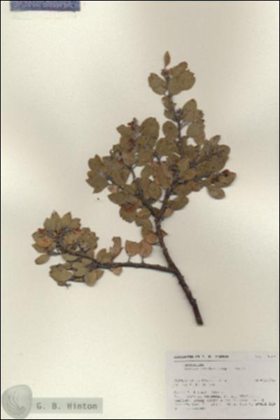 URN_catalog_HBHinton_herbarium_17010.jpg.jpg