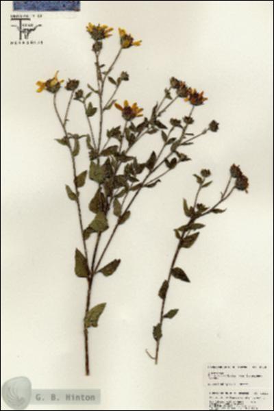 URN_catalog_HBHinton_herbarium_25429.jpg.jpg