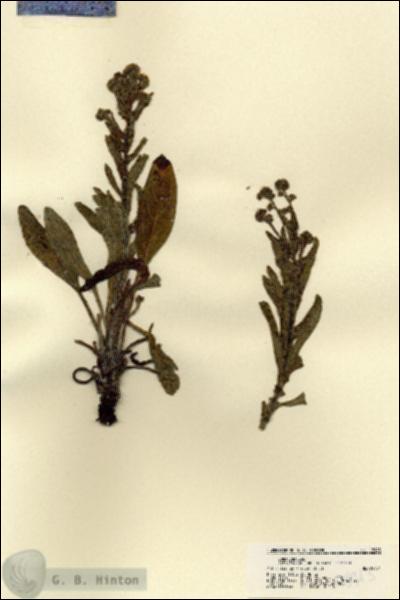 URN_catalog_HBHinton_herbarium_18943.jpg.jpg