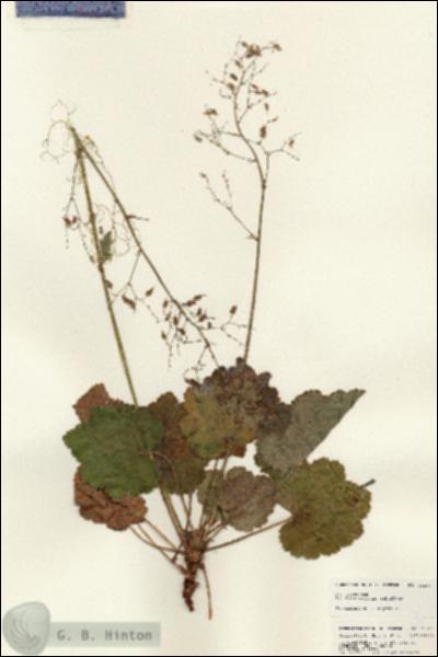URN_catalog_HBHinton_herbarium_25281.jpg.jpg