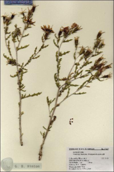 URN_catalog_HBHinton_herbarium_27127.jpg.jpg