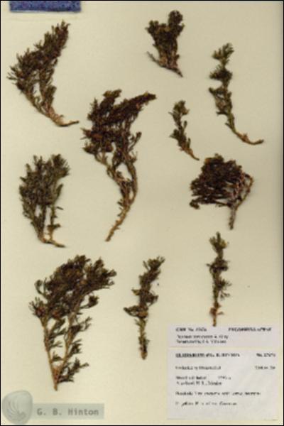 URN_catalog_HBHinton_herbarium_27674.jpg.jpg