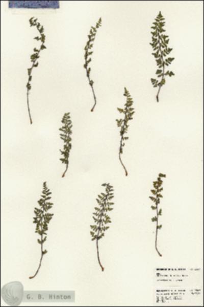 URN_catalog_HBHinton_herbarium_23367.jpg.jpg