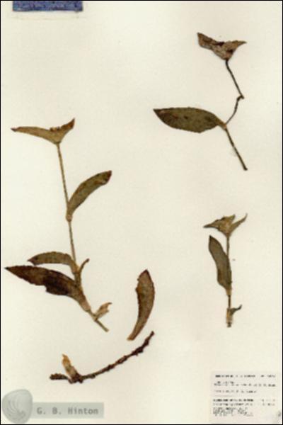 URN_catalog_HBHinton_herbarium_24630.jpg.jpg