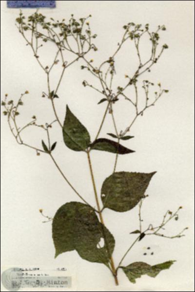URN_catalog_HBHinton_herbarium_20887.jpg.jpg