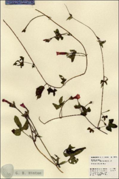 URN_catalog_HBHinton_herbarium_21558.jpg.jpg