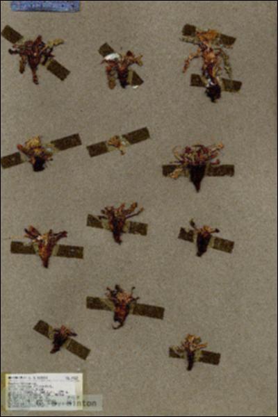 URN_catalog_HBHinton_herbarium_19363.jpg.jpg