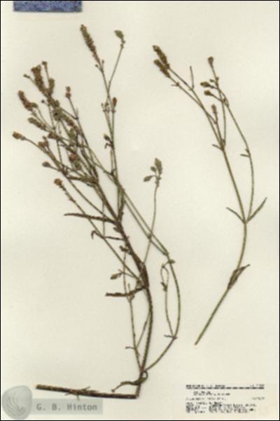URN_catalog_HBHinton_herbarium_21268.jpg.jpg