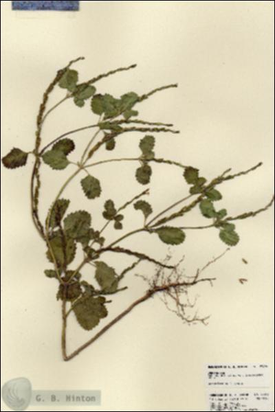 URN_catalog_HBHinton_herbarium_23496.jpg.jpg
