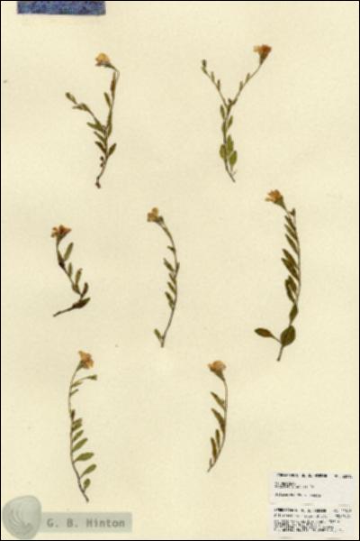 URN_catalog_HBHinton_herbarium_22018.jpg.jpg