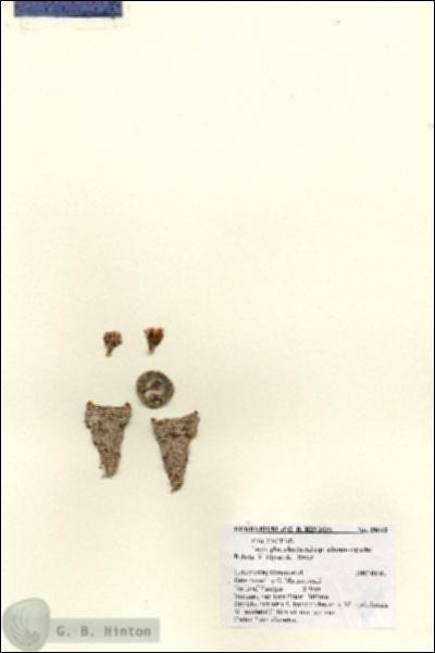 URN_catalog_HBHinton_herbarium_28642.jpg.jpg