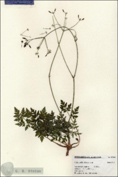 URN_catalog_HBHinton_herbarium_27390.jpg.jpg