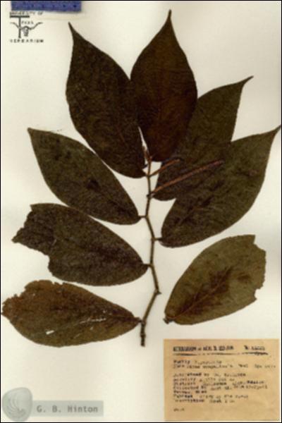 URN_catalog_HBHinton_herbarium_16023.jpg.jpg