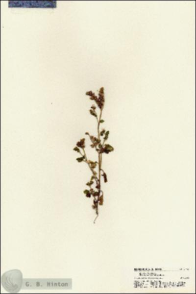 URN_catalog_HBHinton_herbarium_21147.jpg.jpg