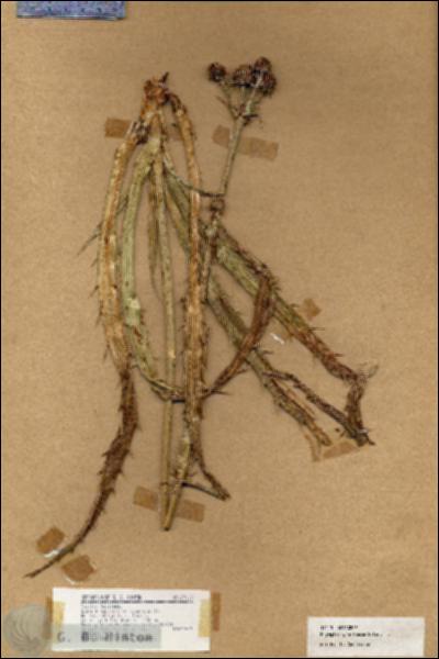 URN_catalog_HBHinton_herbarium_19113.jpg.jpg