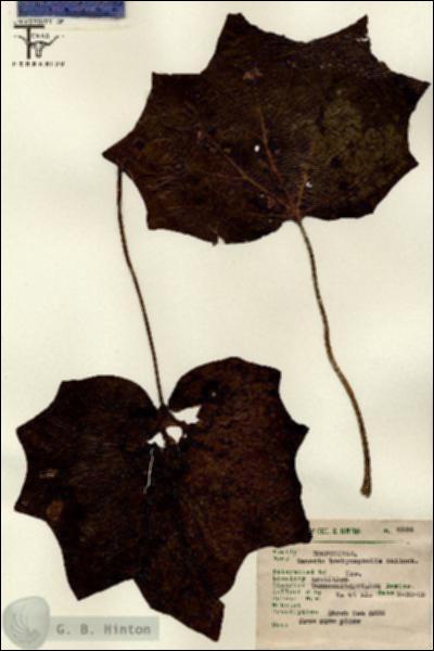 URN_catalog_HBHinton_herbarium_8124.jpg.jpg