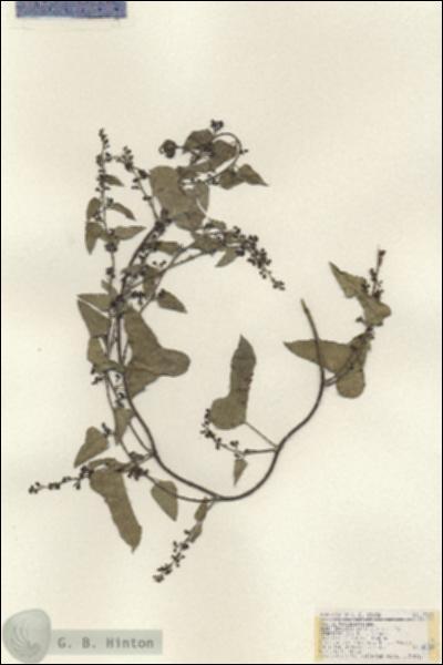 URN_catalog_HBHinton_herbarium_17812.jpg.jpg