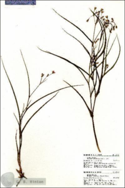 URN_catalog_HBHinton_herbarium_21056.jpg.jpg