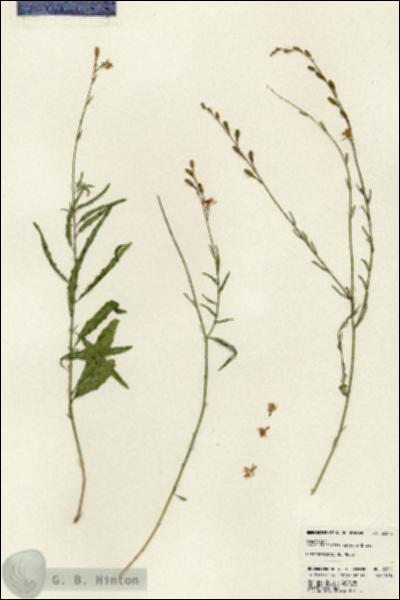 URN_catalog_HBHinton_herbarium_23575.jpg.jpg