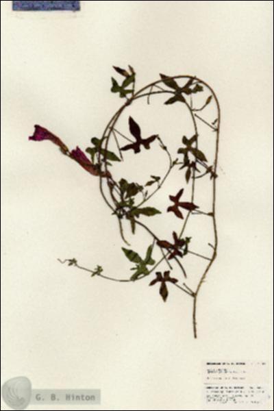 URN_catalog_HBHinton_herbarium_25303.jpg.jpg
